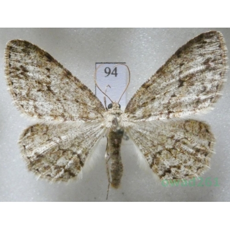 Ectropis crepuscularia (Denis & Schiffermüller, 1775) Czech94